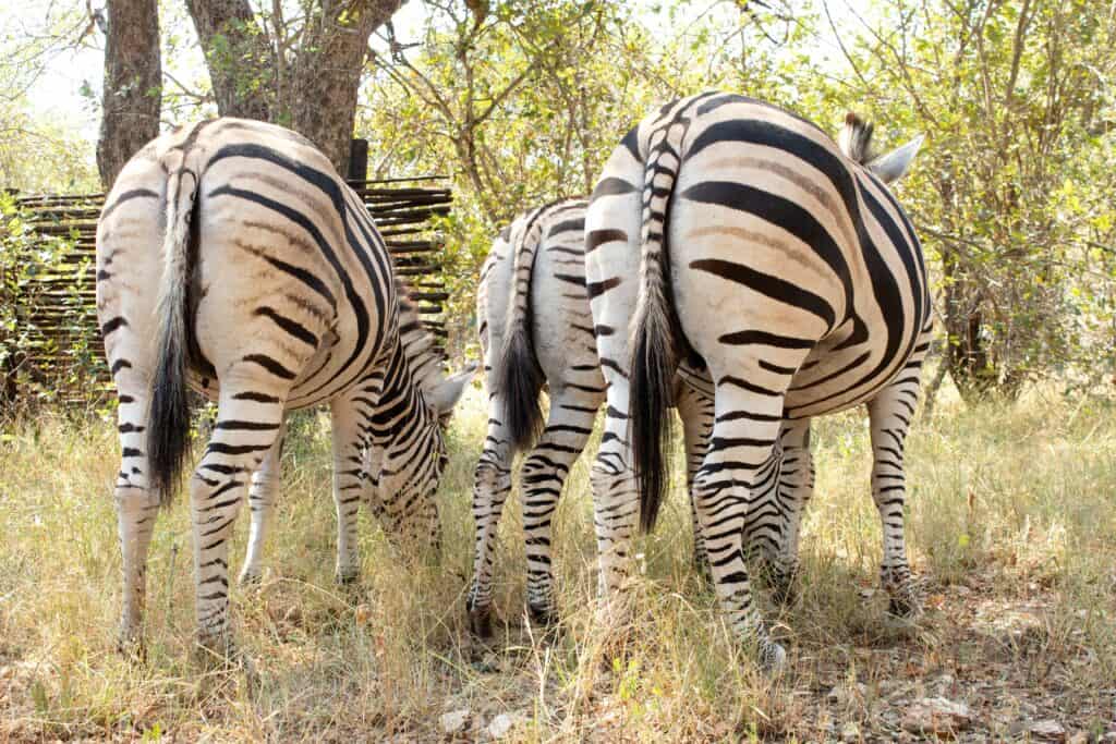 multiple zebra butts facing the camera.